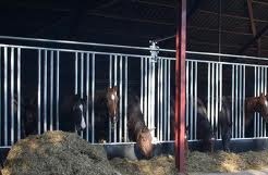 opfok paarden